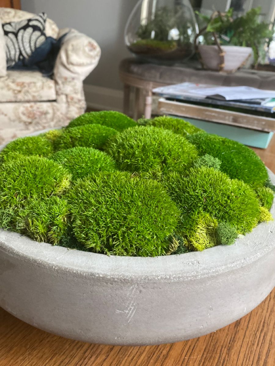 "MossNest Bowl" Preserved Moss Centerpiece