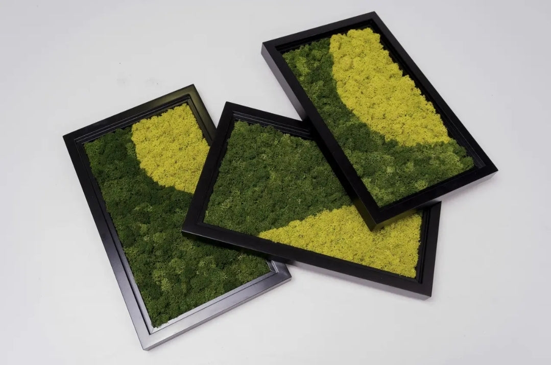 Trio Color-Block Moss Wall Frames Set Of 3