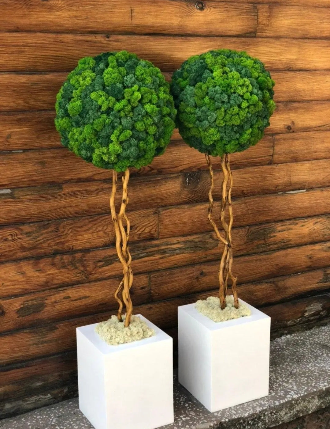 Preserved Moss Topiary Tree